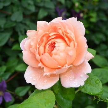 Rosa 'Carding Mill'