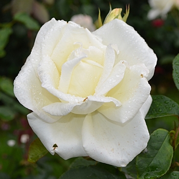 Rosa 'Honor'