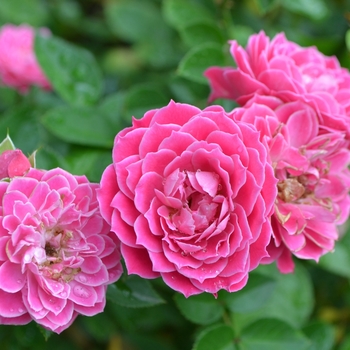 Rosa 'Mariotta'