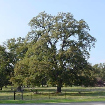 Quercus agrifolia