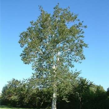 Platanus racemosa