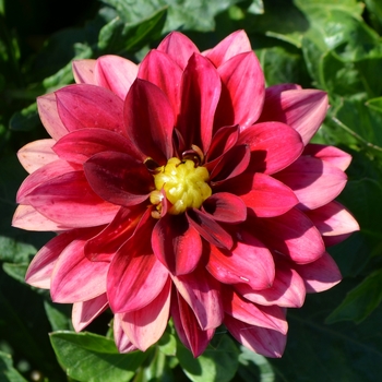 Dahlia 'Red Velvet' 