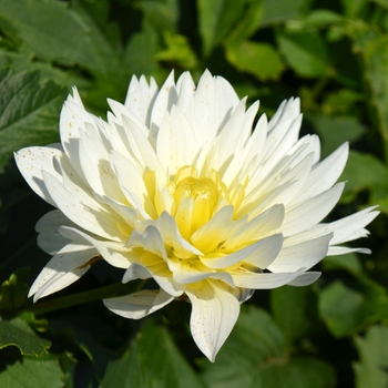 Dahlia 'XXL Mayo Improved'