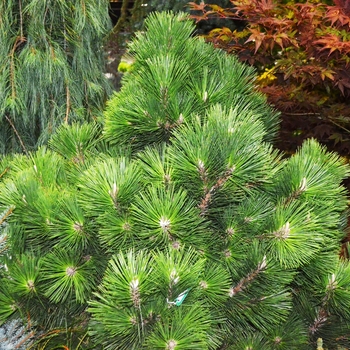 Pinus thunbergii 'Thunderhead' 