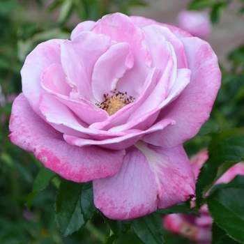 Rosa 'Barbara Streisand' 