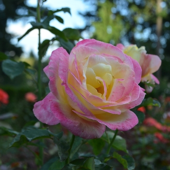 Rosa 'Bella'Roma'