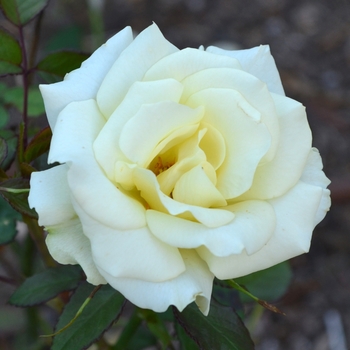 Rosa 'Lime Sublime™' DICappeal