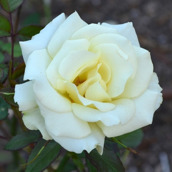 Rosa 'Lime Sublime™'