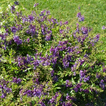 Angelonia angustifolia 'Dark Purple' 
