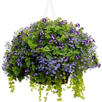 Hanging Basket 'Rio Grande'