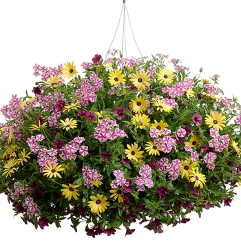 Hanging Basket 'Midway Lights' 