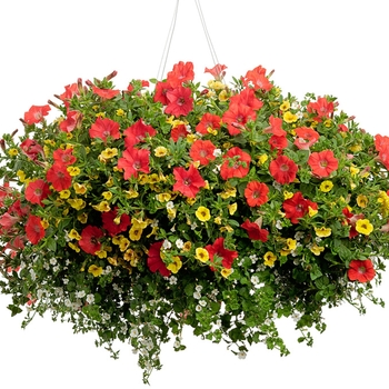 Hanging Basket 'Summer Break'