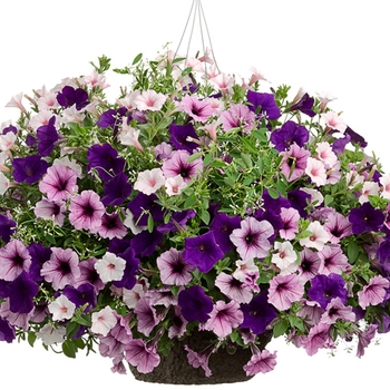 Hanging Basket 'Blueberry Hill'