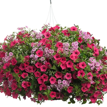 Hanging Basket 'Carousel of Magic'