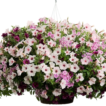 Hanging Basket 'Stardust' 