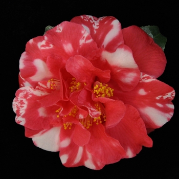 Camellia japonica 'Edna Bass Variegated' 