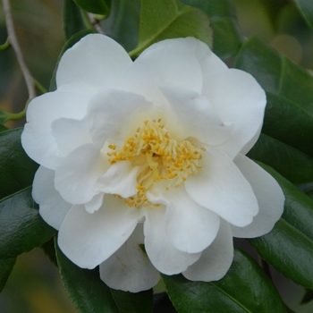 Camellia japonica 'Yuki botan' 