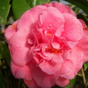 Camellia japonica 'Scentsation' 