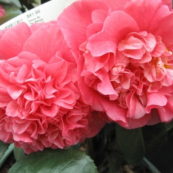 Camellia japonica 'Maidens of Great Promise' 