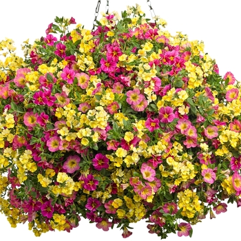 Hanging Basket 'Sweet Tart Punch'