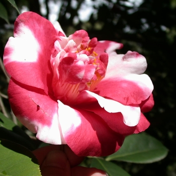 Camellia japonica 'Gigantea' 