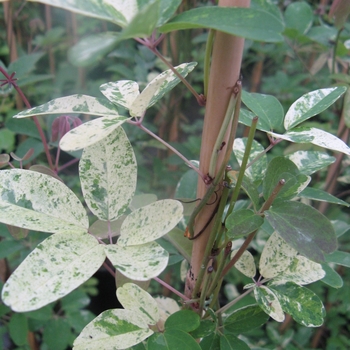 Akebia quinata 'Variegata' 