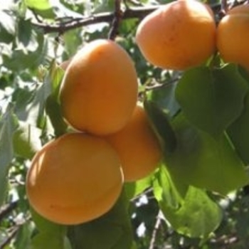 Prunus armeniaca 'Puget Gold' 