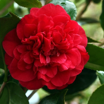 Camellia japonica 'Fire Falls' 