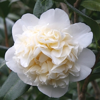 Camellia japonica 'Fifth Avenue' 