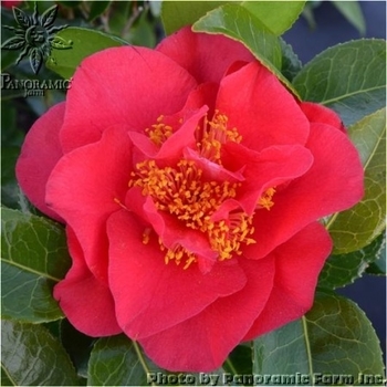 Camellia japonica 'Turandot' 