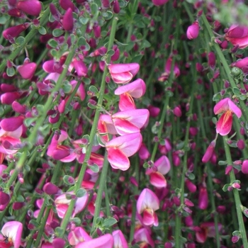 Cytisus x praecox 'Hollandia' 