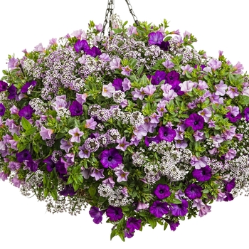 Hanging Basket 'Miss Priss'