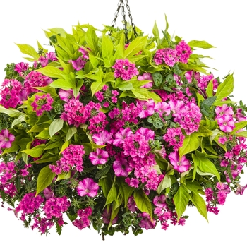 Hanging Basket 'Argentine Queen'