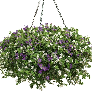 Hanging Basket 