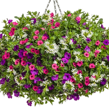 Hanging Basket 'Grandiose' 