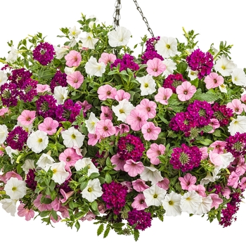 Hanging Basket 'Hall of Fame' 