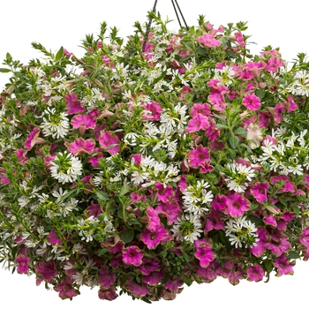 Hanging Basket 'Heart's Desire' 