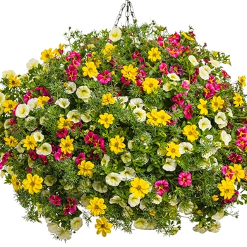 Hanging Basket 'Summer Glow' 