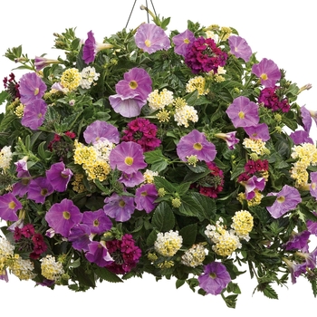 Hanging Basket 'Summer Serenade'