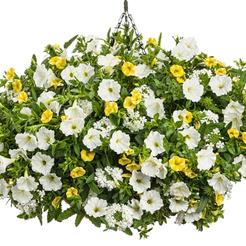 Hanging Basket 'Taste of Honey'