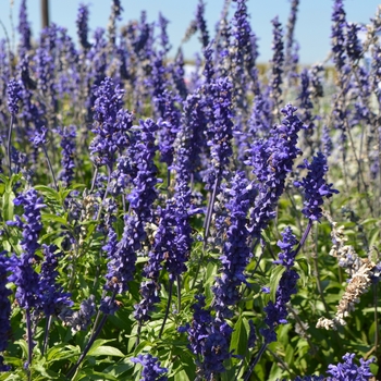 Salvia farinacea 'Blue' 