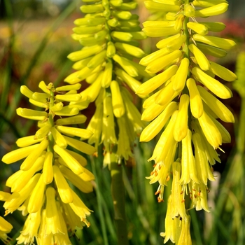 Kniphofia 