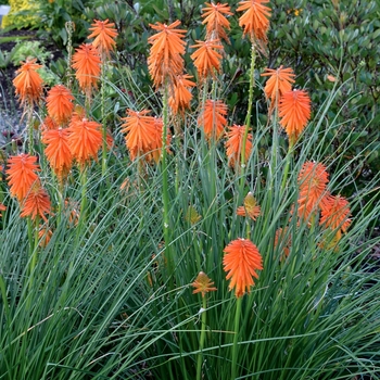 Kniphofia Glow™ 'Ember Glow'