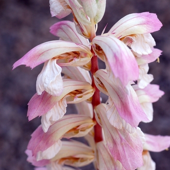 Acanthus 'Whitewater' PP23342