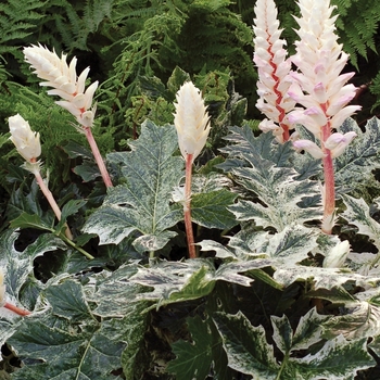 Acanthus 'Whitewater'