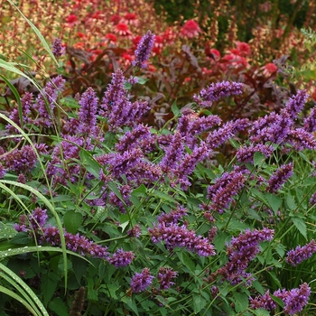 Agastache 'Blue Boa'