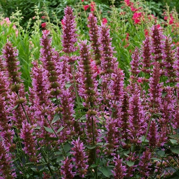 Agastache 'Violet Vision'