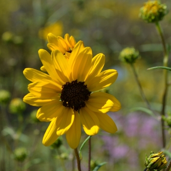 Helianthus angustifolius