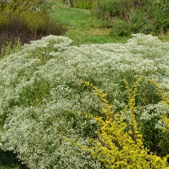 Eupatorium hyssopifolium 