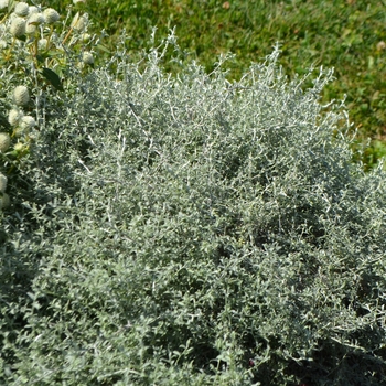 Helichrysum petiolare 'Silver Star' 